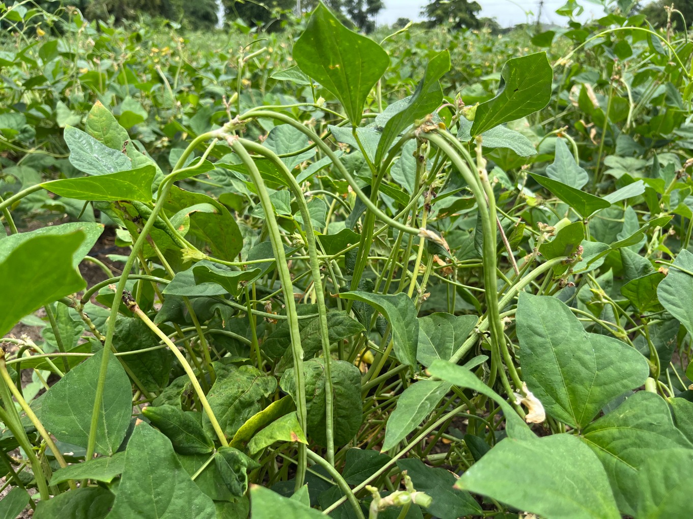 Beans Cowpea Chavli